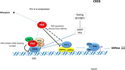 Pregnane X Receptor (PXR)-Mediated Gene Repression and Cross-Talk of PXR with Other Nuclear Receptors via Coactivator Interactions